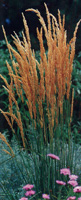 \"p65calamagrostis.web.jpg\"